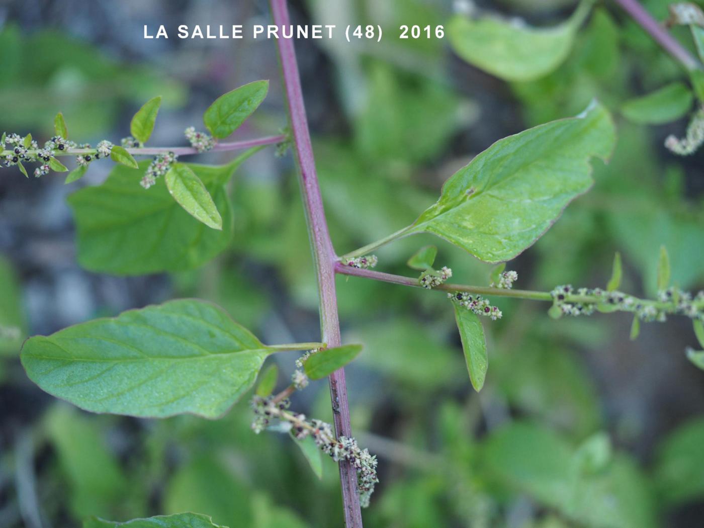 All-seed, Goosefoot leaf